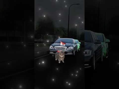 beberapa koleksi mobilku di CDID dengan si kucing