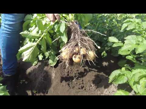 Ziemniak - nawożenie i biostymulacja w praktyce