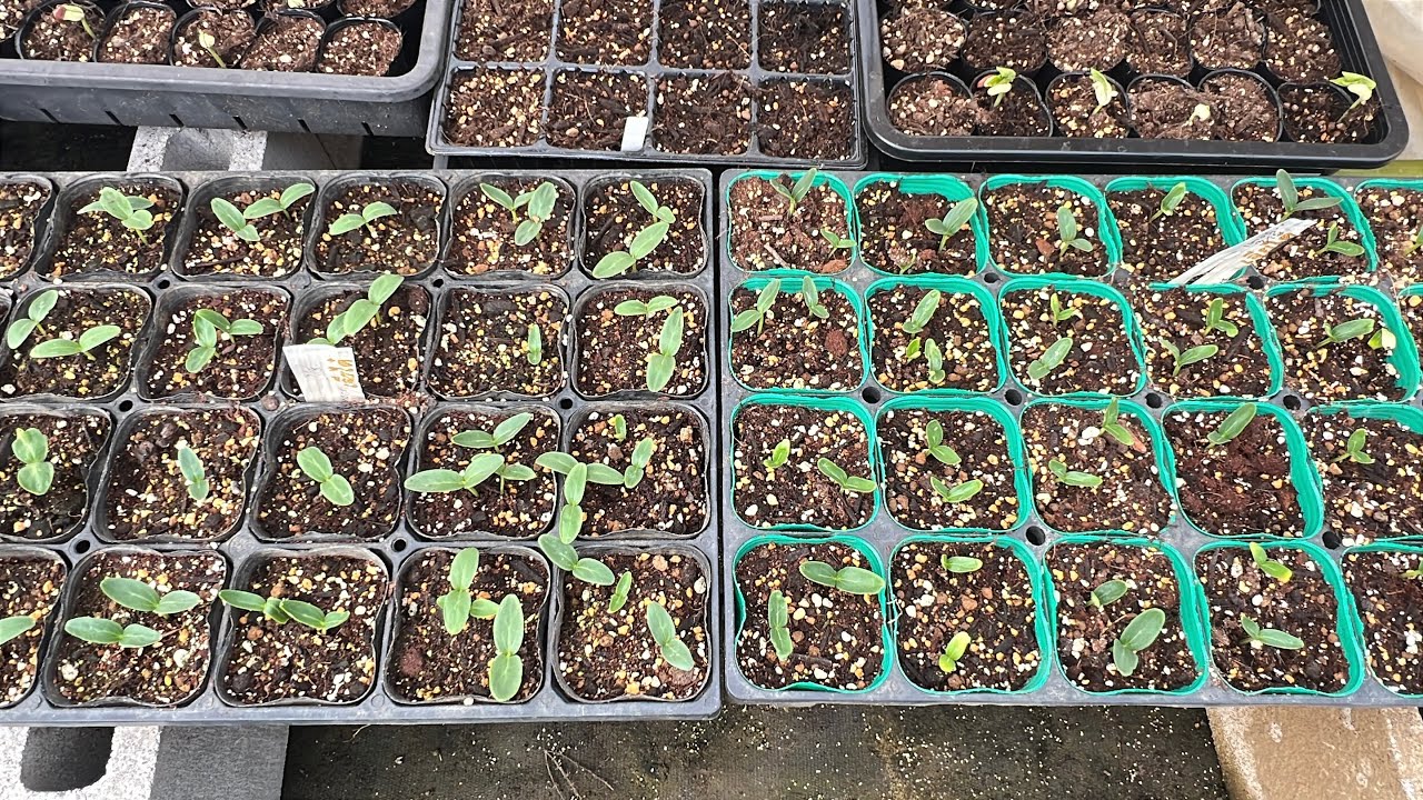 เพาะแตงกวา แตงร้าน ปี2569 อัตราการงอกดี 