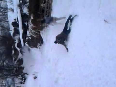 schiori din chetris pe lutarie