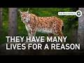 Tiny Tigers Of The Wild The Power Of Small Cats Full Documentary
