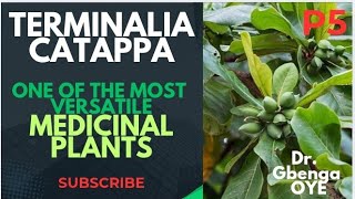Indian Almond (Terminalia catappa) It is A MUST FOR YOU to know about this Medicinal Plant
