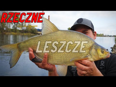 Dlatego łowienie RZECZNYCH leszczy na FEEDER jest SUPER - Abramisy chciały DUŻO