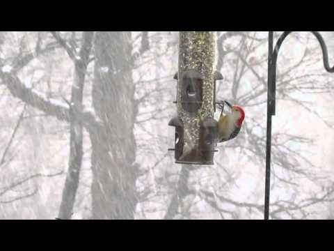 Wood Pecker in Snow Storm 2_21_2013
