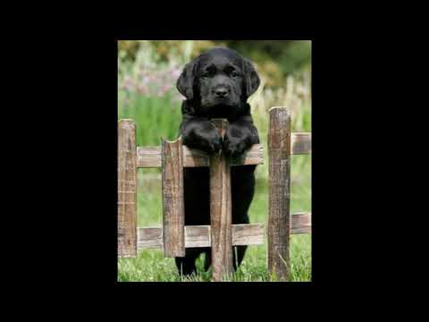 The Daniel Caine Orchestra - Little House on the Prairie