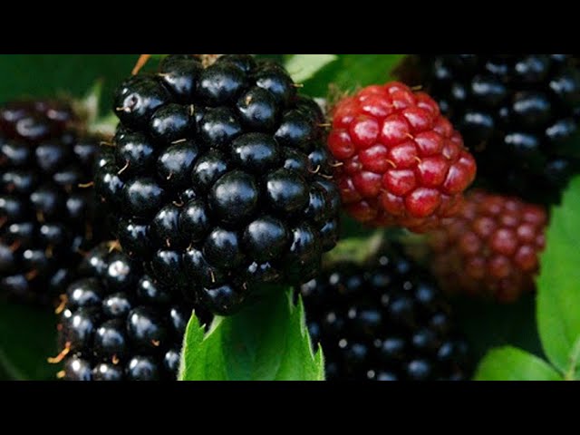 В Ангарске появился новый сорт ежемалины!