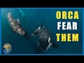 Why Do Pilot Whales TERRIFY Orca??