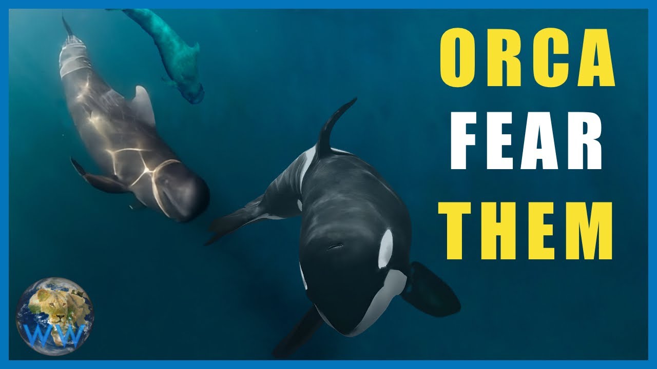 Why Do Pilot Whales TERRIFY Orca??