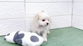 ハーフ犬の動画01