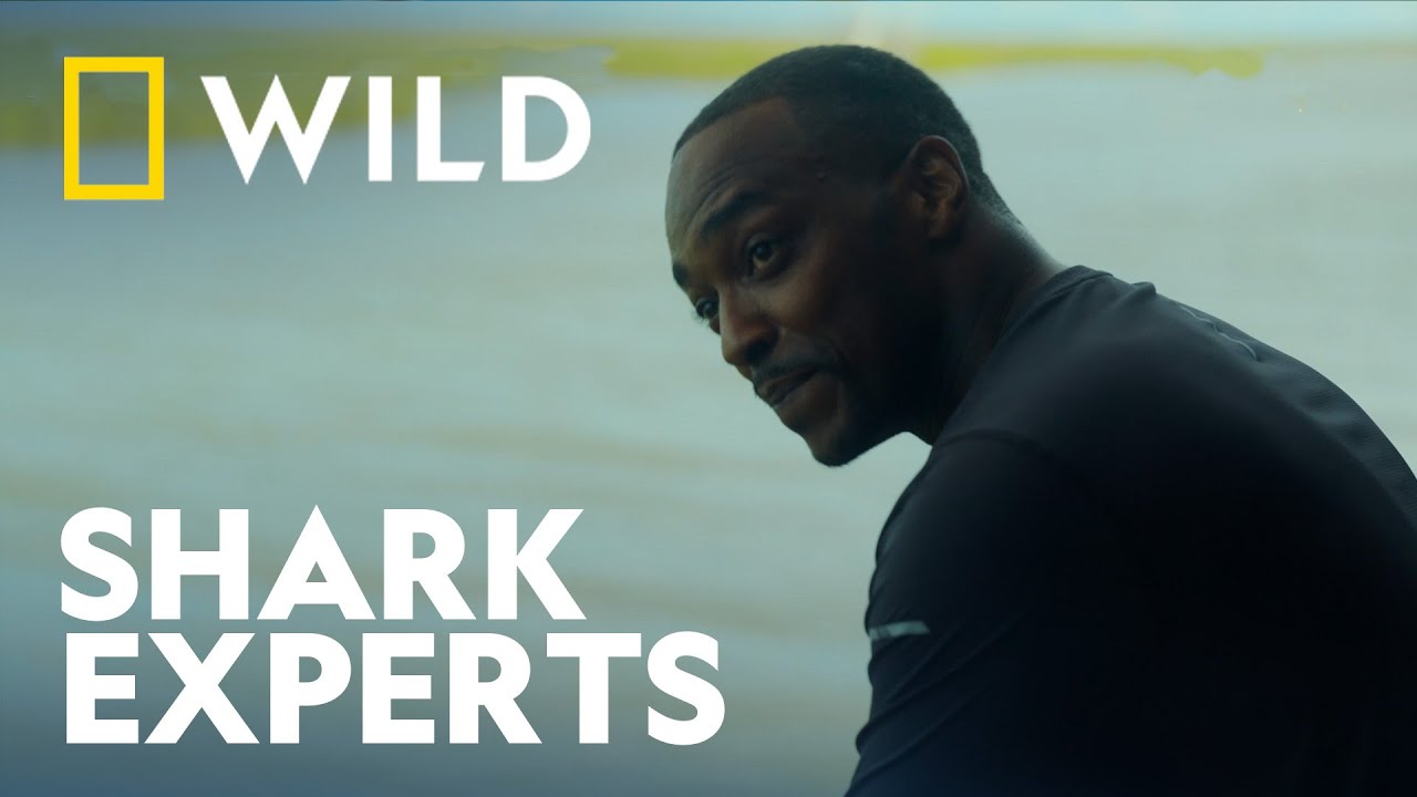 Shark Beach with Anthony Mackie