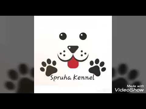 #labrador #freedogadoption #adoption #labradorfemale     Labrador [ Lab ] female for adoption