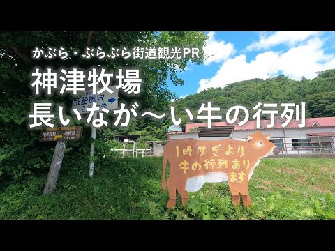 神津牧場 長いながーい牛の行列｜富岡行政県税事務所｜群馬県