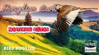 Download lagu MASTERAN SULTAN ❗️Burung Branjangan Pailing Gacor | Mongolian Lark Bird Training #branjangan mp3 Download lagu MASTERAN SULTAN ❗️Burung Branjangan Pailing Gacor | Mongolian Lark Bird Training #branjangan mp3