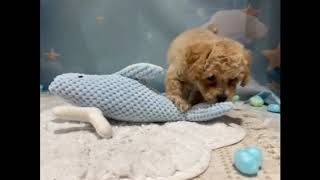 ハーフ犬の動画01