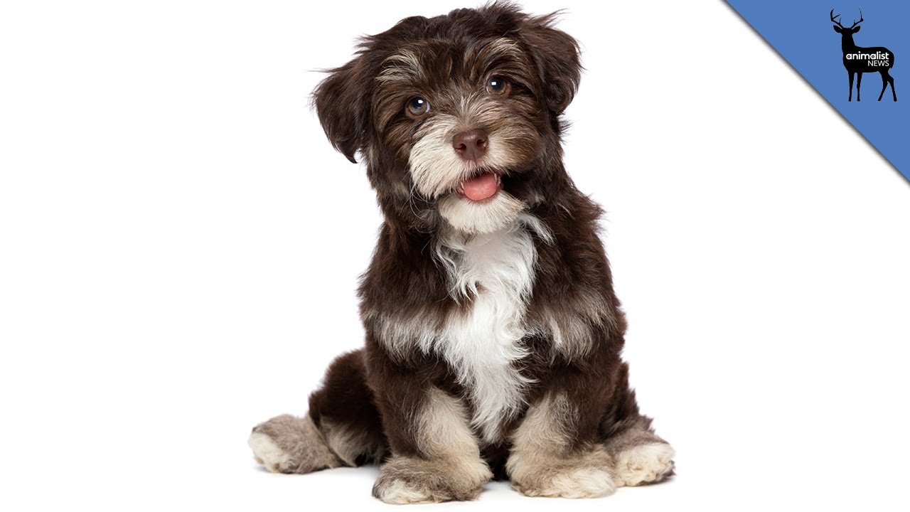 Dogs Actually Can Smile