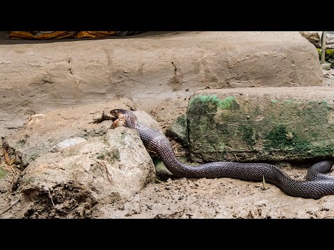 Cobra vs Toad | Planet Earth III | BBC Earth