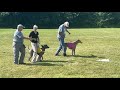 Thai Ridgeback Yunga Racing A Greyhound Lure Coursing At UKC Premier Nationals