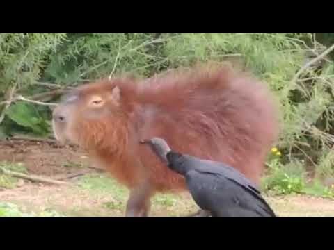 Vulture cleans the capybara of mites and other parasites