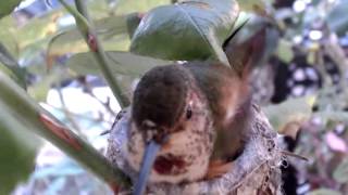 01052013_Phoebe Allens Hummingbird Nest Cam_Welcome Sandy and Faith_800 AM PST