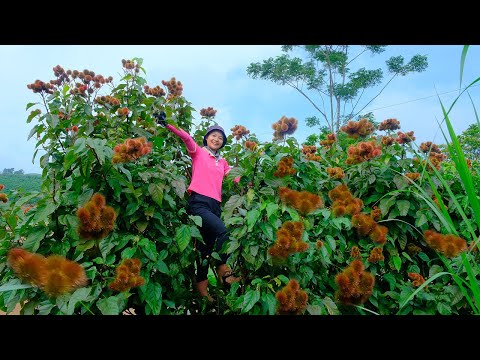 Harvesting Curry From Tall Trees Goes To Market Sell - Caring for the Potato Garden | Tieu Lien