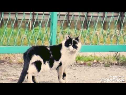 Cicik KWK Szombierki