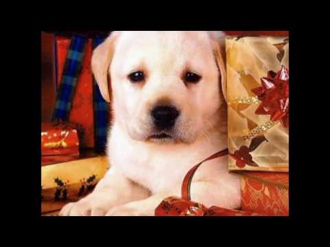 Ovidiu Mihăilescu - COLIND DE ORAS (Colind modern!)