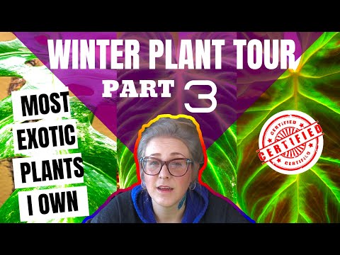 Winter Houseplant Tour - My Most Exotic & Rare House Plants