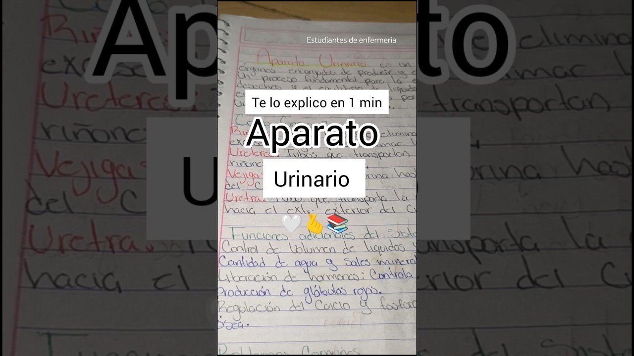 Te explico el APARATO URINARIO en un minuto🤍🫰📚