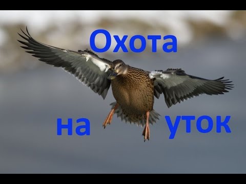 Охота на уток №2  Duck Hunting