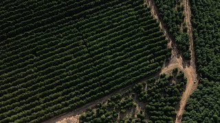 The Cube: ¿Permite el acuerdo UE-Mercosur importar a Europa café brasileño con gusanos?