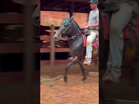 Veneza JP mula fenômeno de andamento chama 🔥 33999495321