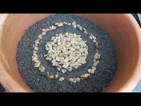 Field Maple fusion 2020 - 1