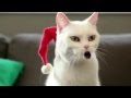 Yodelling cat - Jingle bells! 