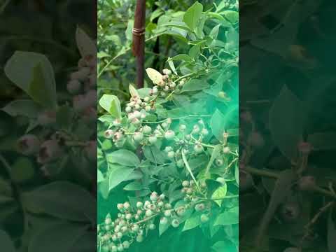 園芸 一般的なブルーベリー、ワイルドブルーベリー