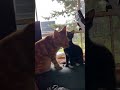 Ginger Tuxedo Cat Kissing