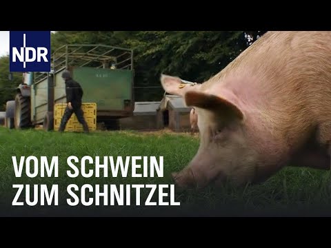 , title : 'Schweinefleisch: Vom Ferkel zum Bioschnitzel  | Wie geht das? | NDR'