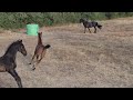 Superbe pouliche de dressage par FÜRST TOTO