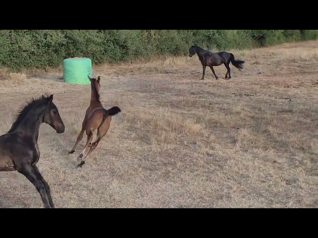 Superbe pouliche de dressage par F&Uuml;RST TOTO 