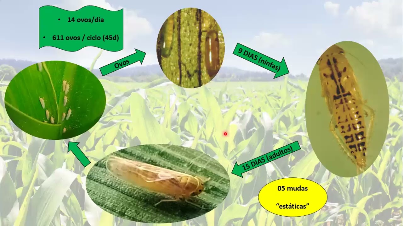 VIDEO AULA MANEJO CIGARRINHA DO MILHO