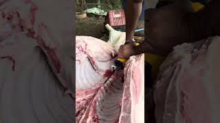 Capado 121 kilos#shorts #viralvideo #agro