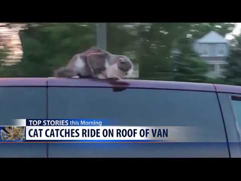 Watch lagu Images Videos News Cat On Roof Of Car, Watch Images News Cat On Roof Of Car free Watchn, video klip News Cat On Roof Of Car