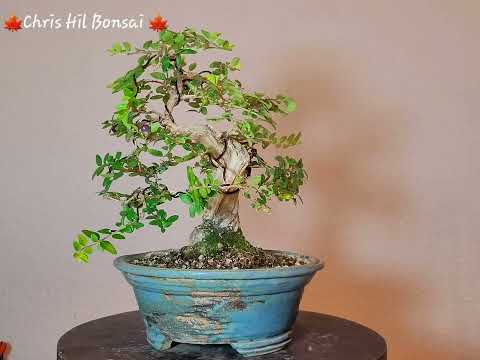 Bonsai Lonicera nitida ‘Maigrün’