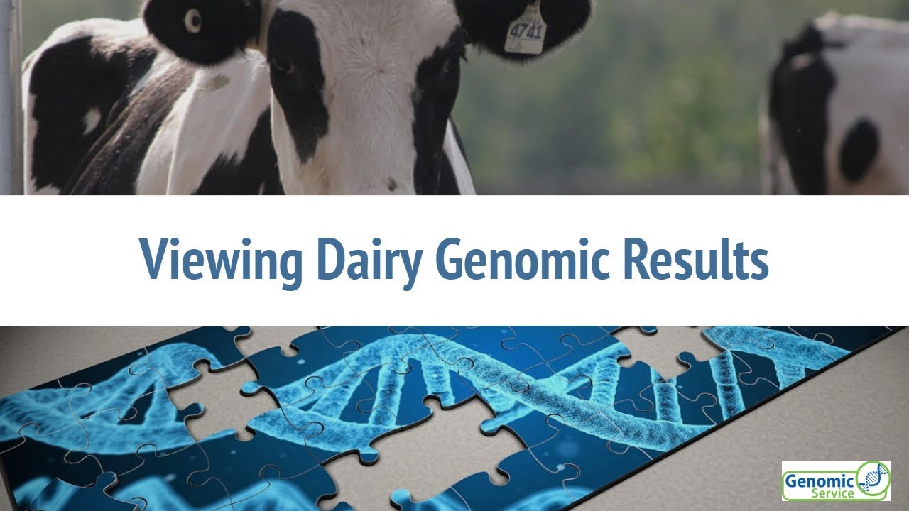 How to view Dairy Genomic Results on ICBF