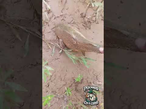 Pesca con devolución en el RIO SAN FRANCISCO Yuto Jujuy