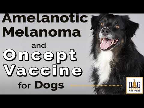 Vacuna contra el melanoma amelanótico en perros │ Preguntas y respuestas con el Dr. Demian Dressler