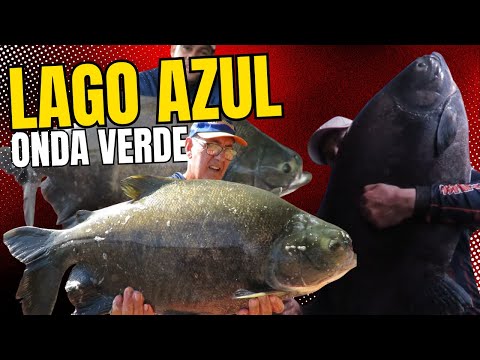 MUITA AÇÃO NO LAGO AZUL EM ONDA VERDE - Fishingtur 1098