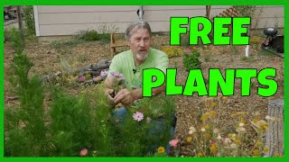 How to Collect & Save Flower Seeds