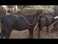 Super Buffalo Mating New Style 2020