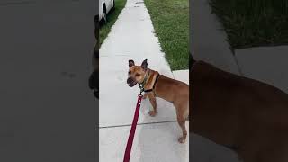 Video preview image #1 Mutt Puppy For Sale in Pompano Beach , FL, USA