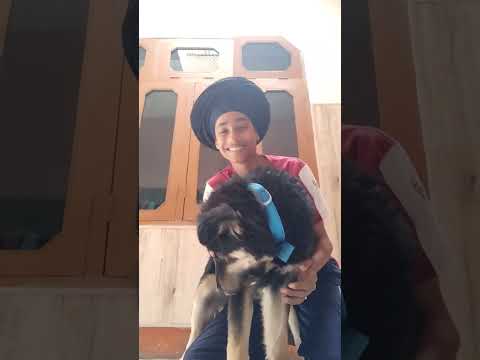 shorts video dog cute #shortsvideo